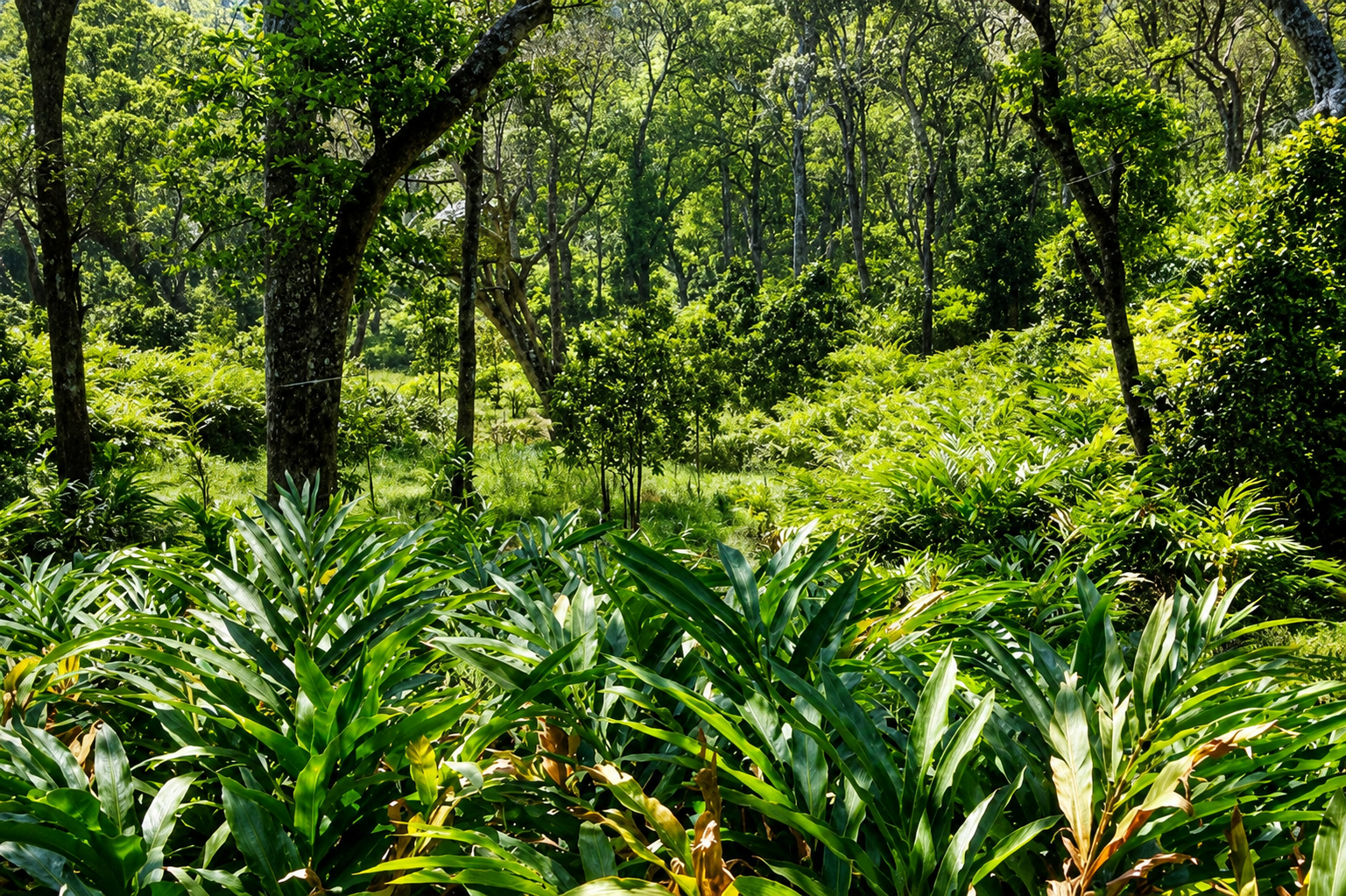 Green cardamom plants growing under shade trees on a plantation in Idukki, Kerala