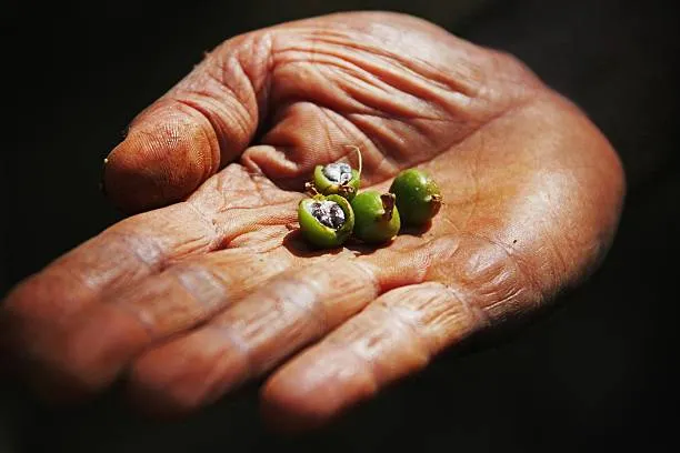 Green cardamom capsules being sorted and graded by hand