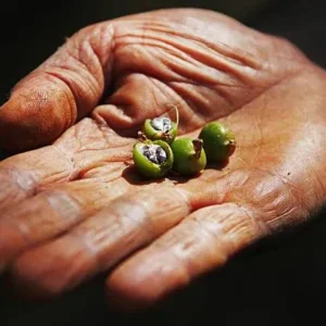 Kerala Cardamom Selection